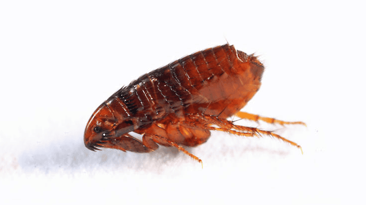 How Much Does A Flea Exterminator Cost