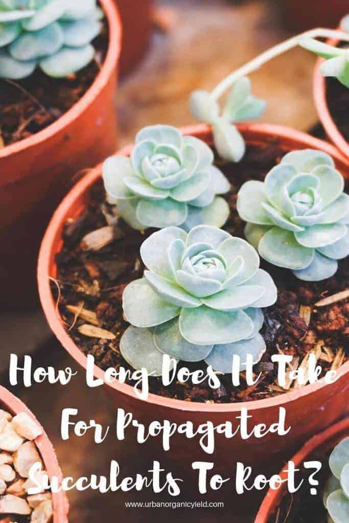 How Long Does It Take For Propagated Succulents To Root_ (1) How Long Does It Take For Propagated Succulents To Root_ (1)