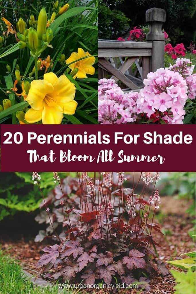 20 Perennials For Shade That Bloom All Summer With Pictures