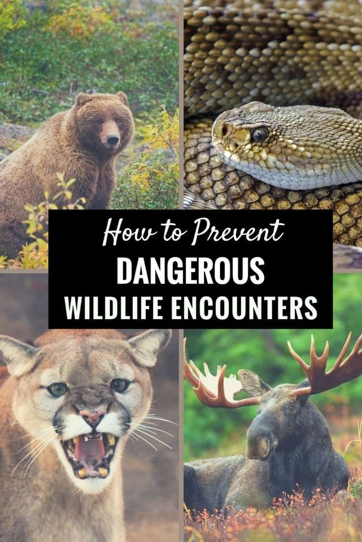 Prevent dangerous wildlife encounters. Learn wildlife safety tips & what to do if you are attacked by a bear, snake, mountain lion or moose while hiking.