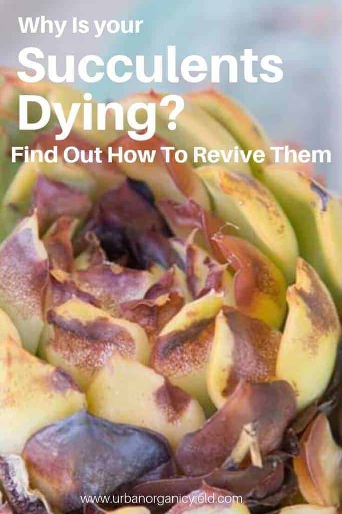 Why Are My Succulents Dying_ Find Out How To Revive A Succulent Plant Why Are My Succulents Dying_ Find Out How To Revive A Succulent Plant