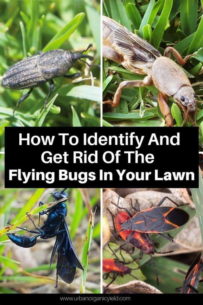How To Identify And Get Rid Of The Flying Bugs In Your Lawn How To Identify And Get Rid Of The Flying Bugs In Your Lawn