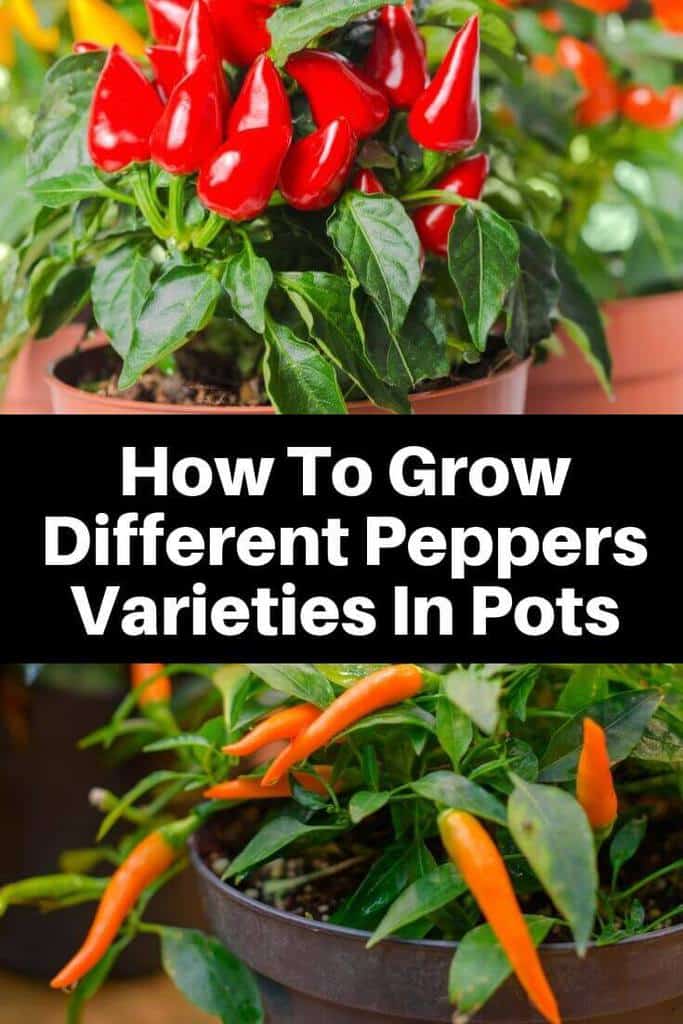 How To Grow Different Peppers Varieties In Pots How To Grow Different Peppers Varieties In Pots
