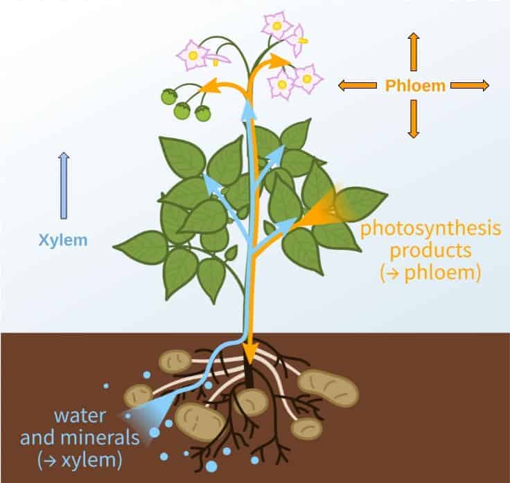 The vascular system of plants is made up of xylem and phloem