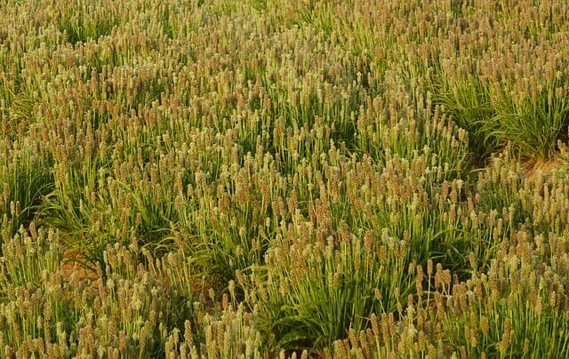 茄子の植え付け