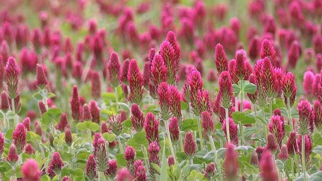 piantagione di trifoglio rosso