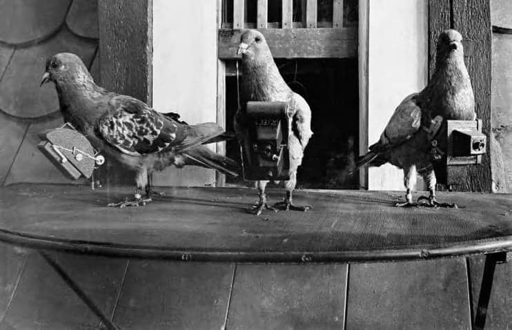 Homing pigeons strapped with Neubronner's cameras.
