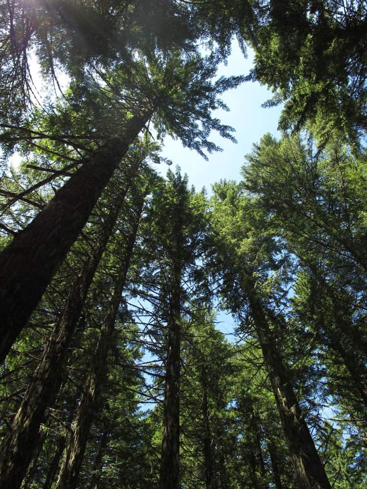 Douglas fir forest on the west side of the Cascade Mountains, McKenzie Pass, Willamette National Forest. Photo: David Goodrich, NOAA. Public domain.
