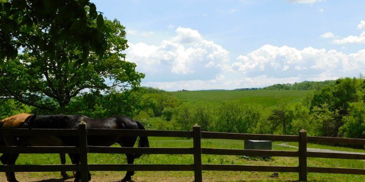 A view of shenandoah valley vineyards from north mountain outfitters