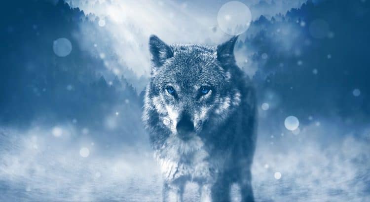 Wolf Tattoos Und Ihre Bedeutung Tattoo Magazin