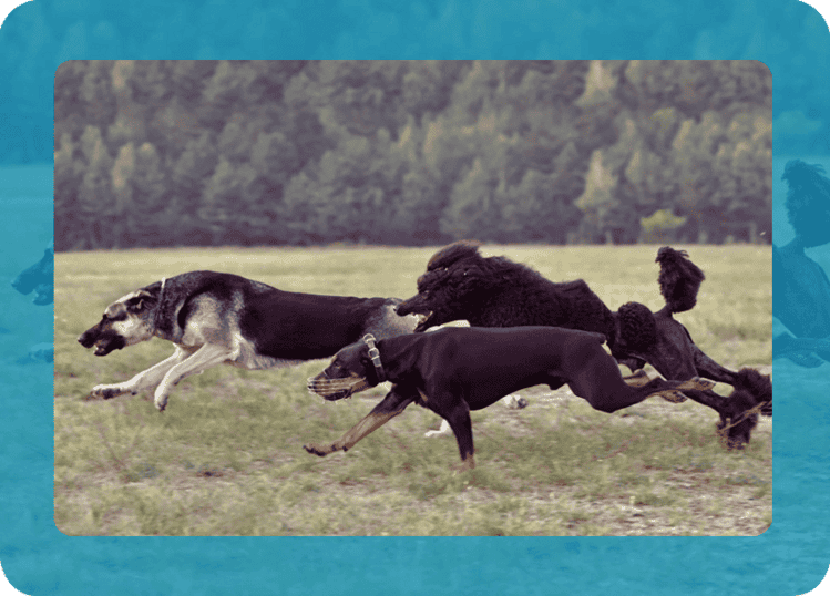 Greyhound Racing Betting Software Greyhound Racing Betting Software