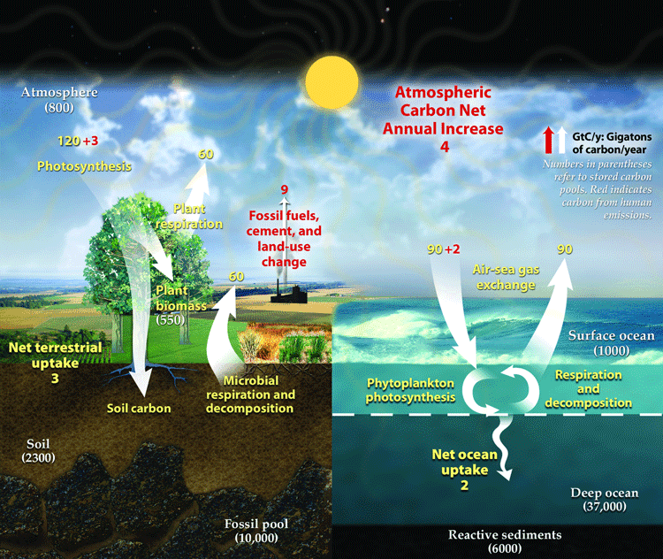 Representation of the contemporary global carbon cycle. Changes are measured in gigatons or carbon per year (GtC/y). Numbers in parentheses refer to stored carbon pools. Red indicates carbon from human emissions. Humans contribute a net increase of 4 GtC/y to atmospheric carbon. Source: US Department of Energy, 2008.