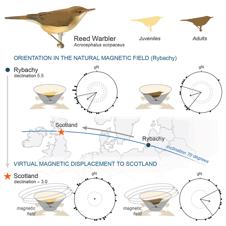 Figure from Migratory Eurasian Reed Warblers Can Use Magnetic Declination to Solve the Longitude Problem, Chernetsov et. Al, 2017.