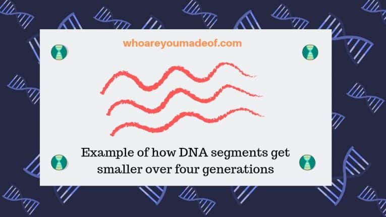 Example of how DNA segments get smaller over four generations