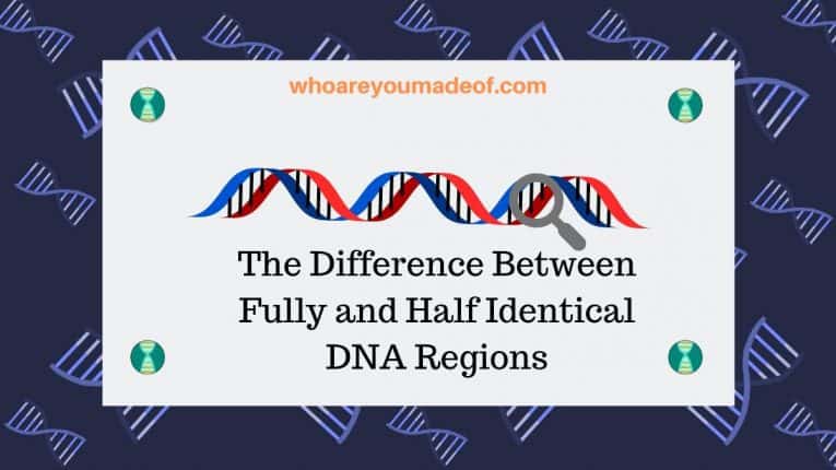 The Difference Between Fully and Half Identical DNA Regions