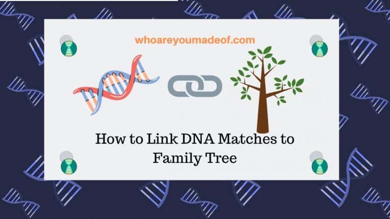 How to Link DNA Matches to Family Tree