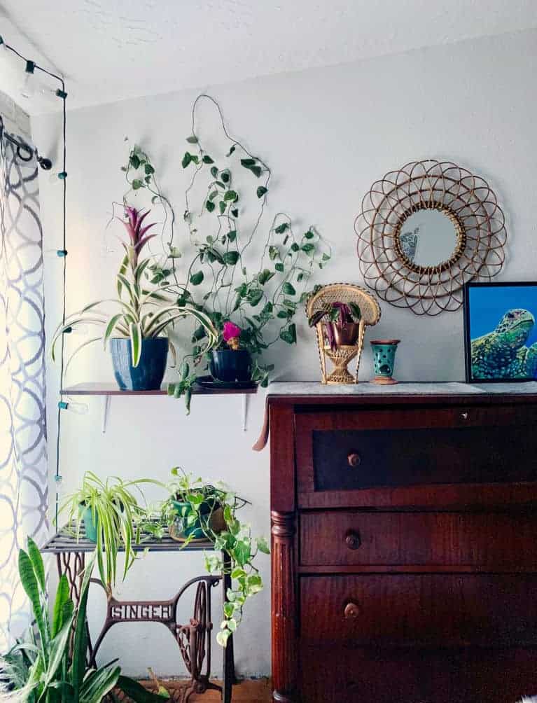 Antique chest next to green houseplants