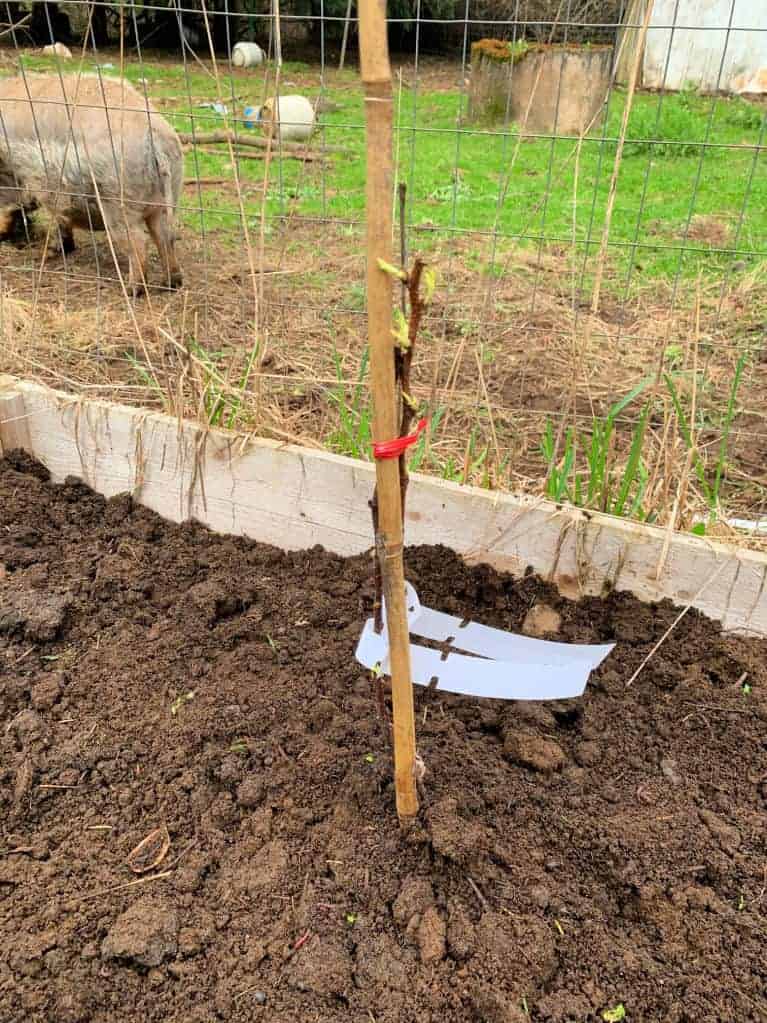 raspberry plant in the soil