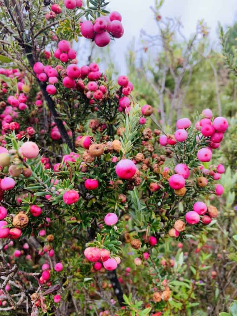 Fruits and berries explode with color in Maui's rain forests.