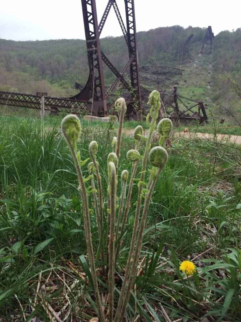 kinzua state park ferns