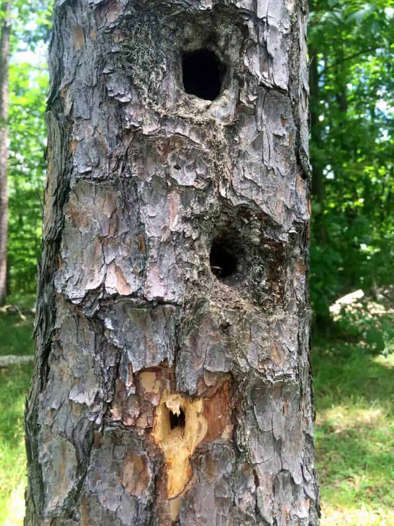 woodpecker tree