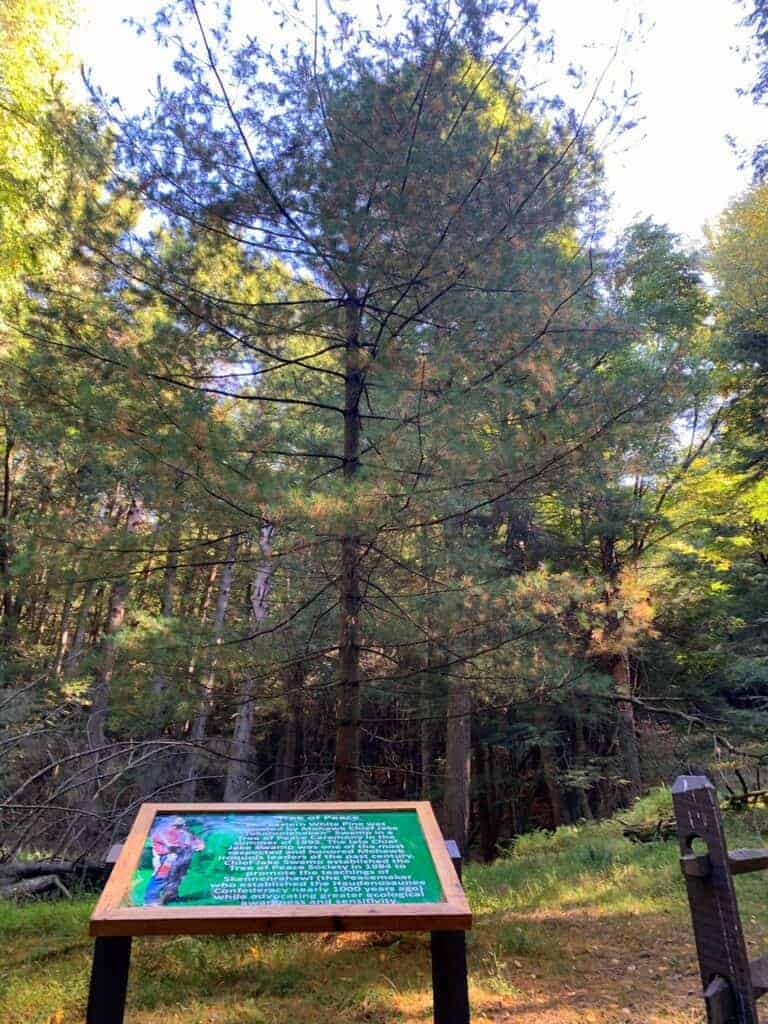 peace tree in cook forest state park