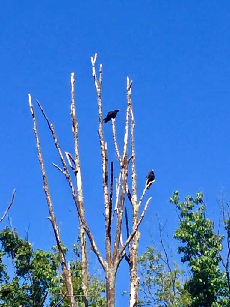 west branch state park turkey vultures