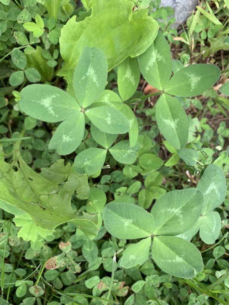 four leaf clovers benjamin
