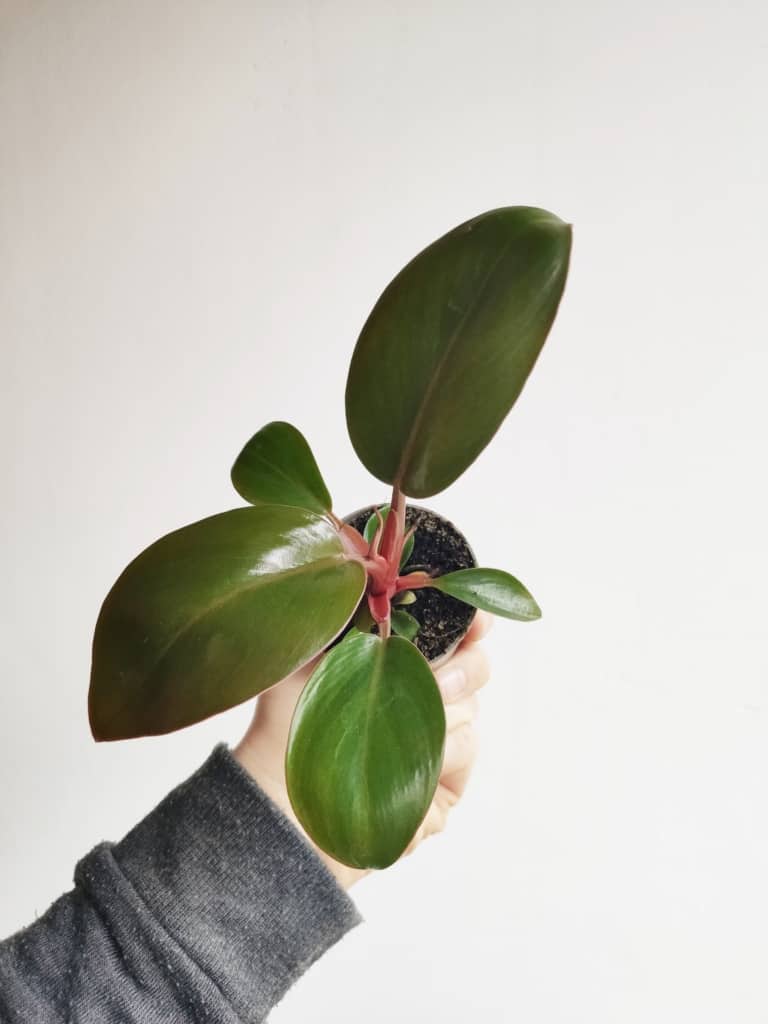 filodendron rojo congo mini