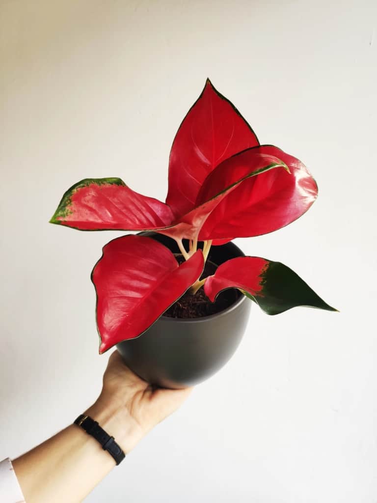 aglaonema Red Star P12