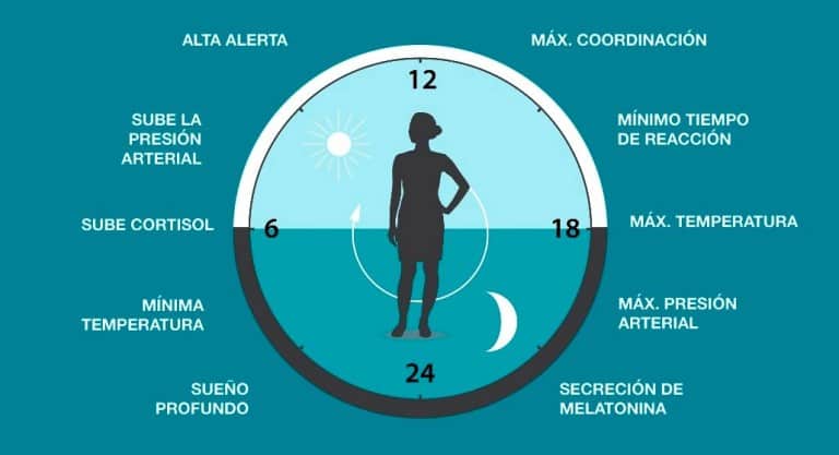 ritmos circadianos