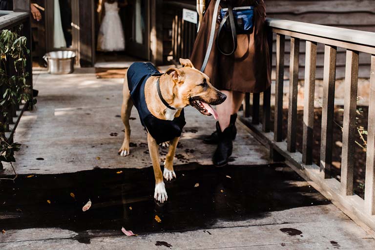 0n6a0475 Gametime Dog Services | Wedding Day Dog Attendant