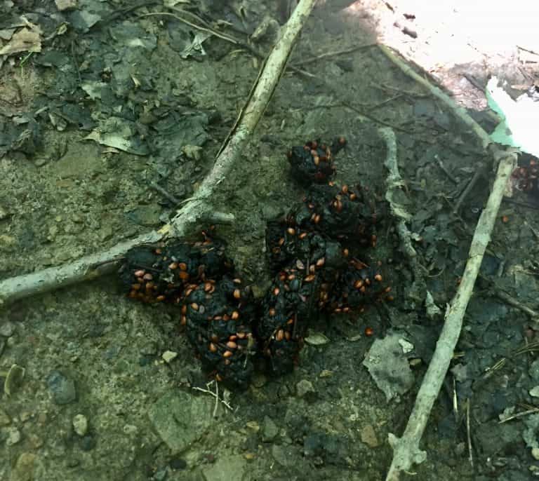 parker dam state park pa bear poop