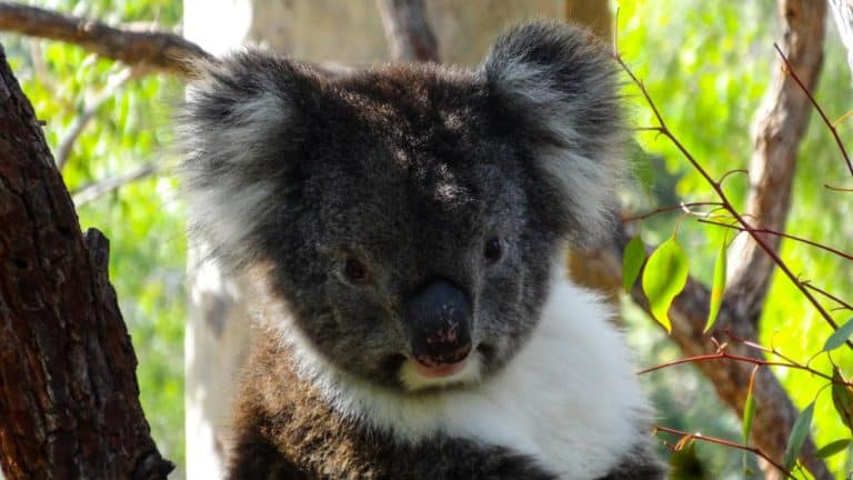 Koala im Yanchep-NP, Australien