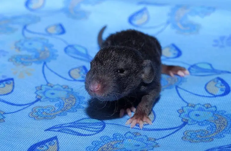 What Does A Baby Rat Look Like? Essential Guide DIY