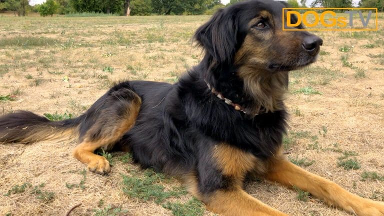 Kommando Platz Hund entspannt