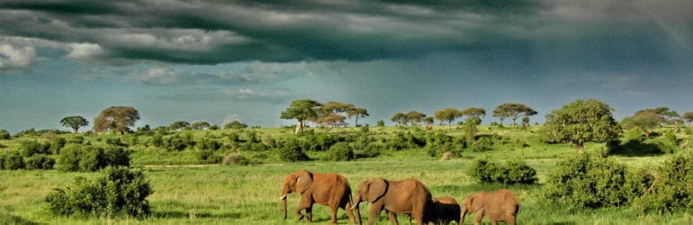 Olivers Camp Elephants Under Dramatic Clouds