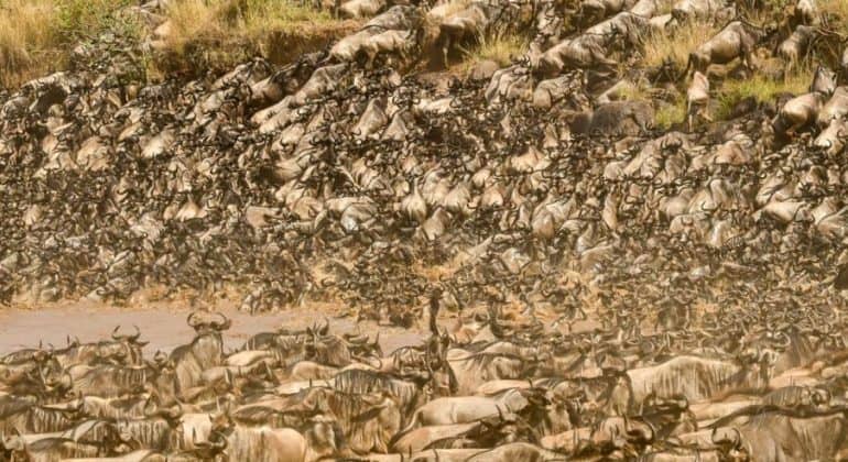 Great Migration 2021