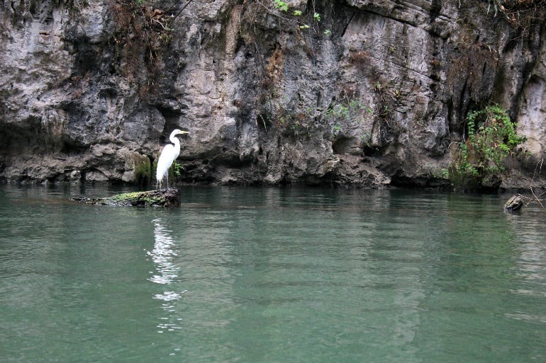 San Cristobal und Umgebung – Ein Pueblo Mágico in Mexikos Bergen 57 Reiher im Sumidero Canyon