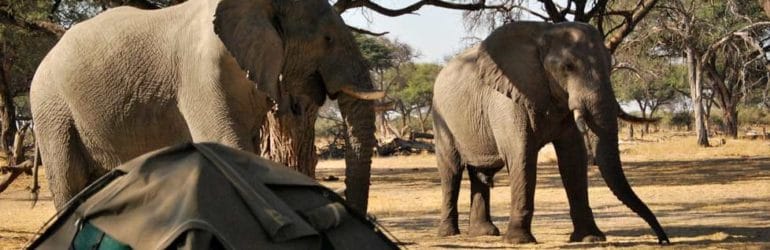 Okavango Elephant Expedition, Botswana