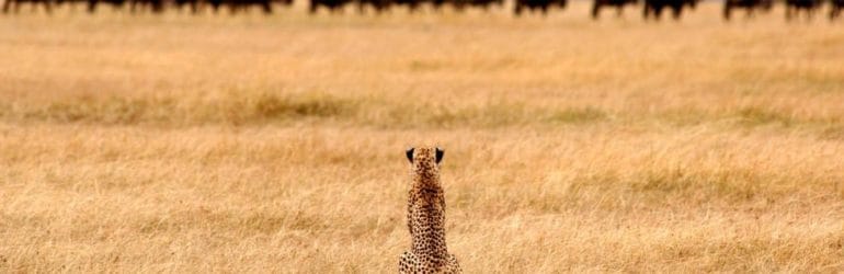 Serengeti Safari Camp Tanzania