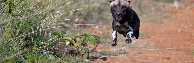 Sosian Lodge Wild Dogs, Offbeat safaris