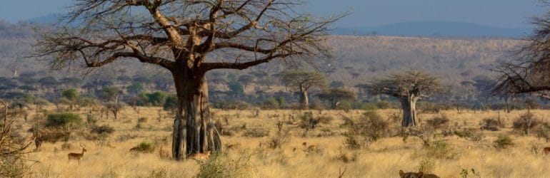 Ruaha Lions