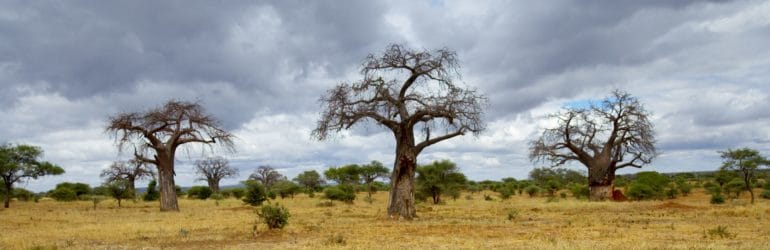 Little Olivers Camp, Tarangire