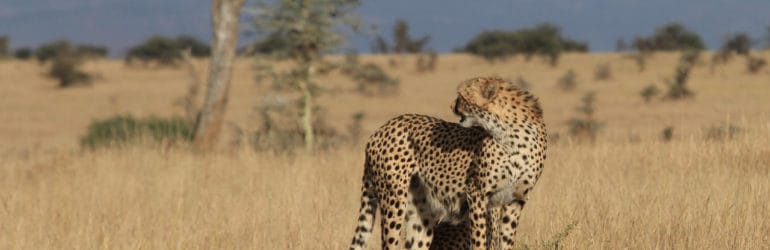 lewa wilderness cheetah