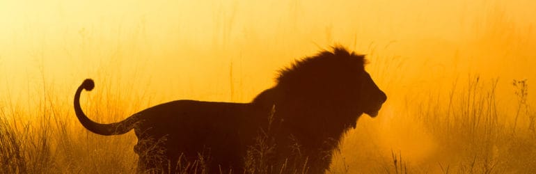 Kalahari Lion. Credit: Okavango Expeditions.