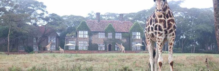 Giraffe Manor View With Giraffe