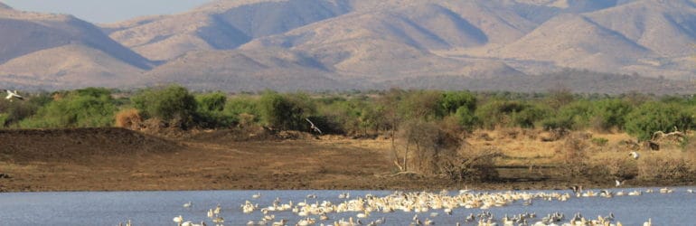 Manyara Tented Camp Pelicans