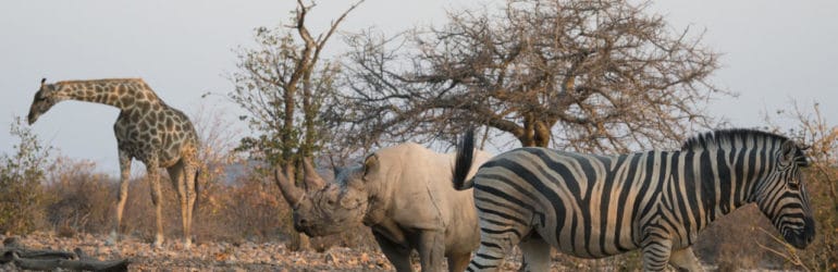 Ongava Lodge Wildlife