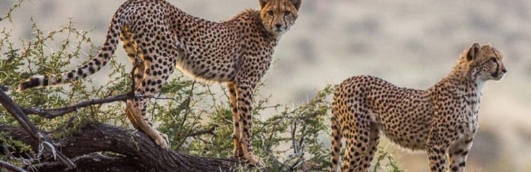 Lewa